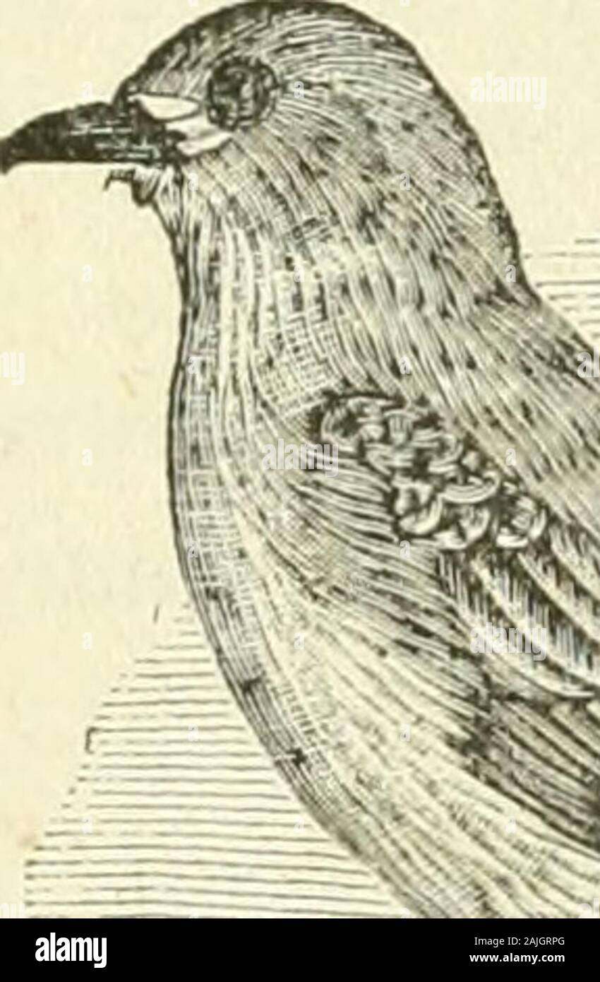 Bulletin - United States National Museum . 54/w 9* Fig. 54.—Blue Jay. Suborder CLAMATORES: Song-less Passeres.Family TYEANNID.F: Flycatchers.119. (.&gt;4.) Milvulus forficatus? Swallow-tailed Flycatcher.A Milvulus, probably M. forficatus, is given in the original edition as •^. ,» U Y Stock Photo