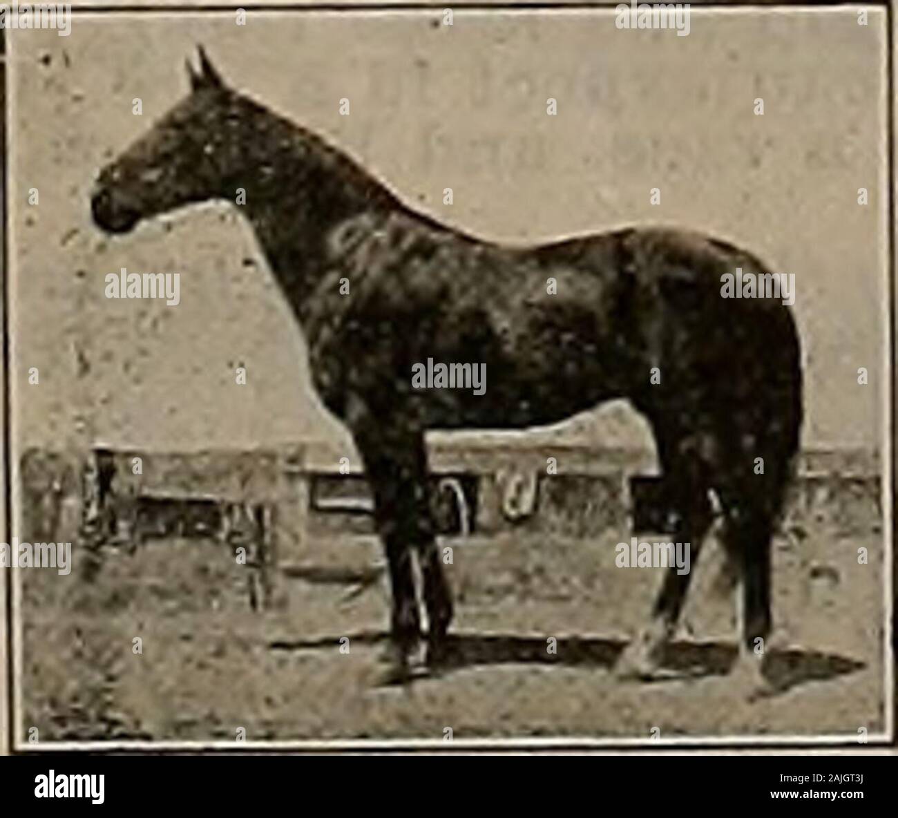 1900 prizes for best colts sired from stallion General Lee 1900 prizes for best colts sired from stallion General Lee