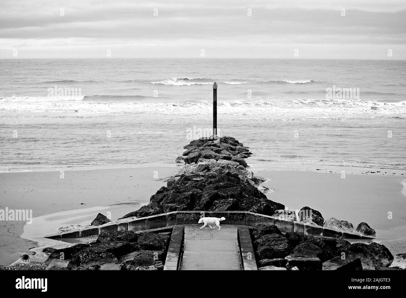 Golden Labrador dog walking across the concrete bridge of a man made breakwater on Rossall,Beach,Fleetwood Stock Photo