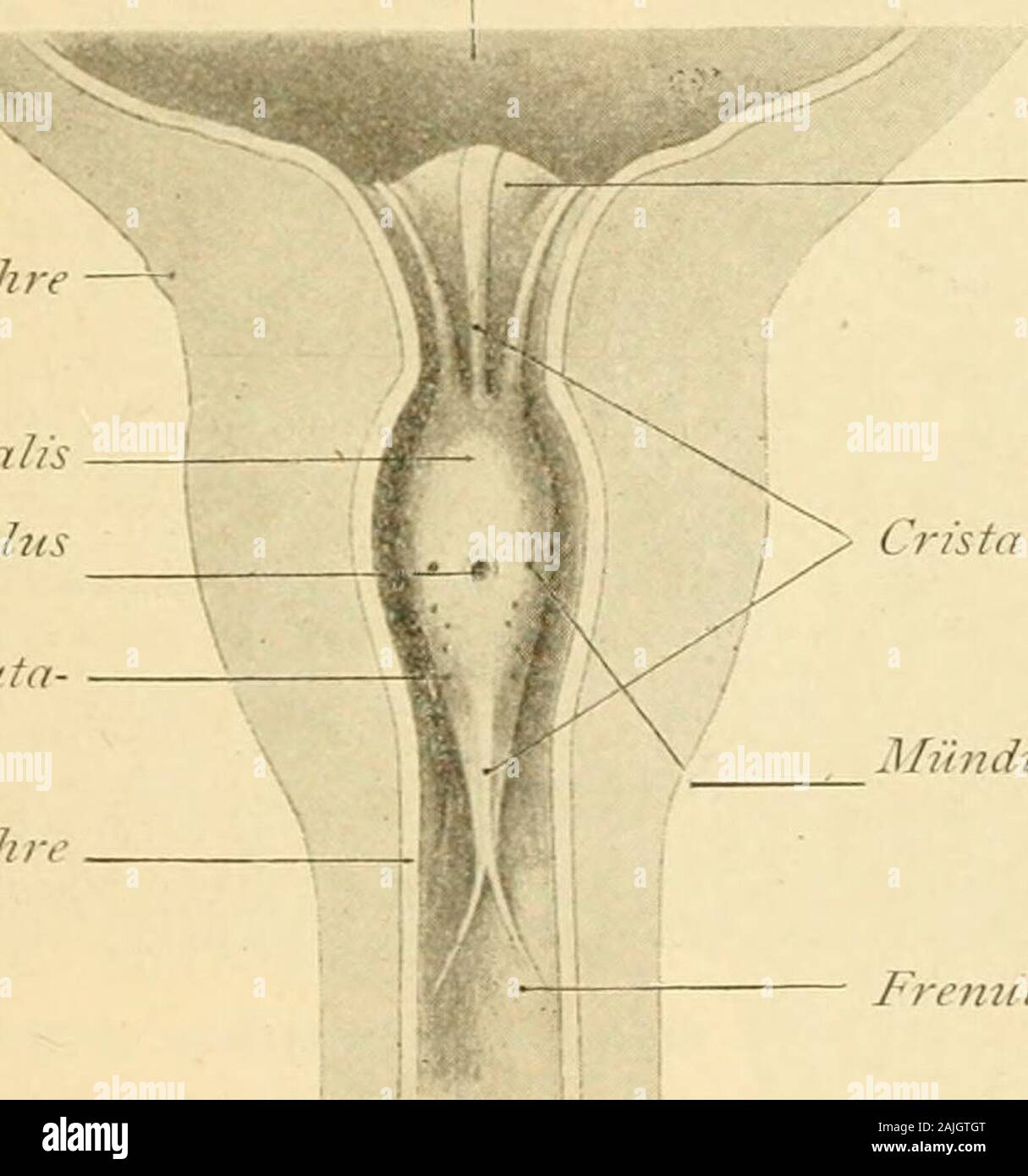 Die männlichen Geschlechtsorgane . alis, die Plexusvesicoprostatici. die Samenblasen. Ampullen und die Blase, in deren sub-peritonealem Zellgewebe sie sich verliert. Die Fascie ist am stärksten zwischen Rectum und Prostata undwird hier als Fascia rectovesicalis bezeichnet. Am Grund der Ex-cavatio rectovesicahs ist sie mit dem Bauchfell vei-wachsen. Hier ent-hält sie auch glatte Muskeln und schickt einen medianen Fortsatz, deran die Harnblase im Trigonum interampullare sich heftet, zwischen diebeiden Ampullen der Ductus deferentes (Denonvilliers, Waldeyer). CoUiculus seminalis und Utriculus pro Stock Photo