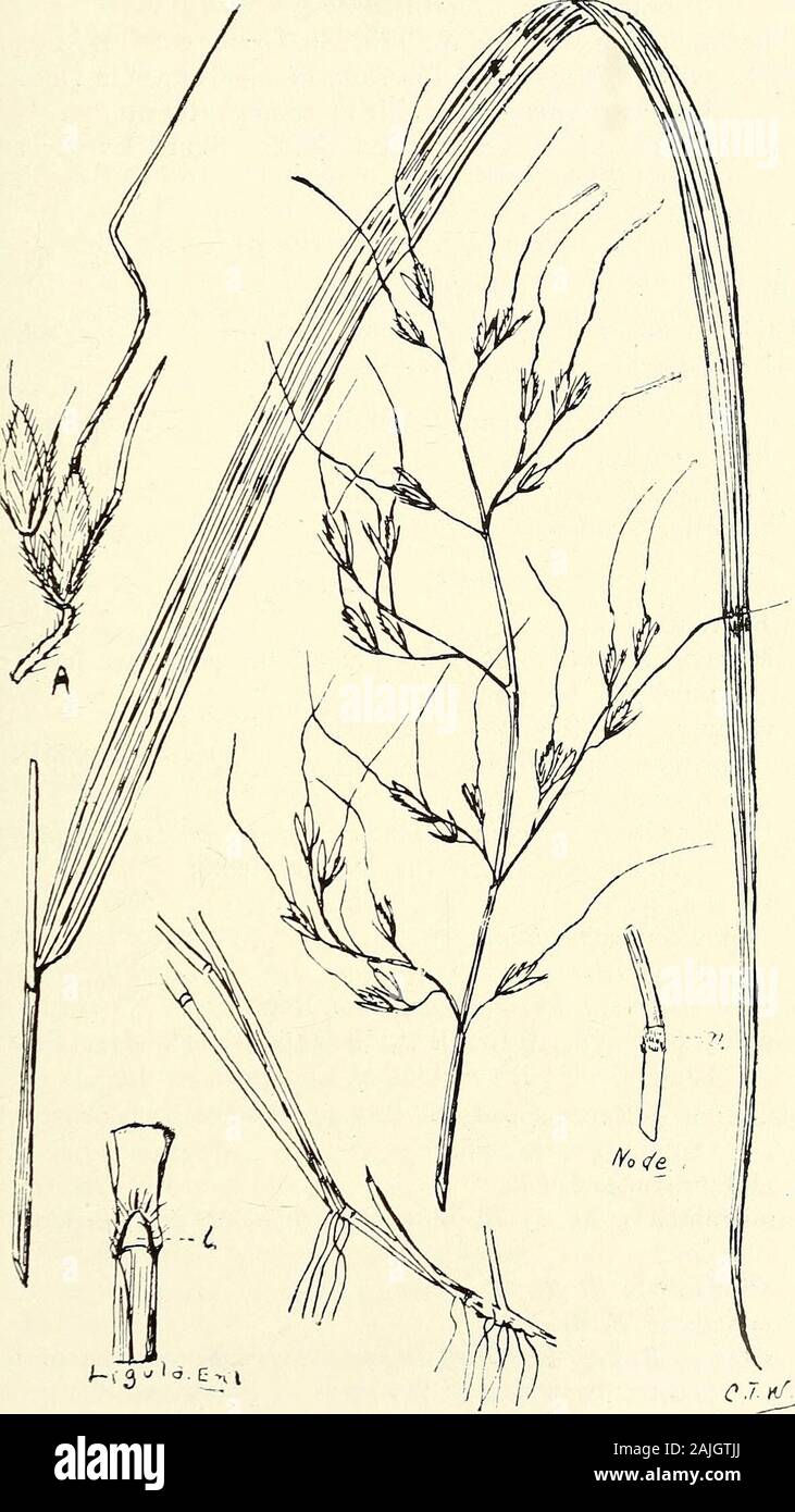 Comprehensive catalogue of Queensland plants, both indigenous and naturalised To which are added, where known, the aboriginal and other vernacular names; with numerous illustrations, and copious notes on the properties, features, &c., of the plants . re. (Fig. 595.)Anthistiria, Linn. ciliata, Linn.—Kangaroo Grass. Sir J. D. Hooker (Fl. Brit.Ind. vii. p. 211) places the Australian grass under A.imberbis, Retz., and points out that A. ciliata is of anannual and A. imberbis of a perennial growth. We havethree forms of this grass. The common tropical one isof an entangling, scrambling habit; of th Stock Photo