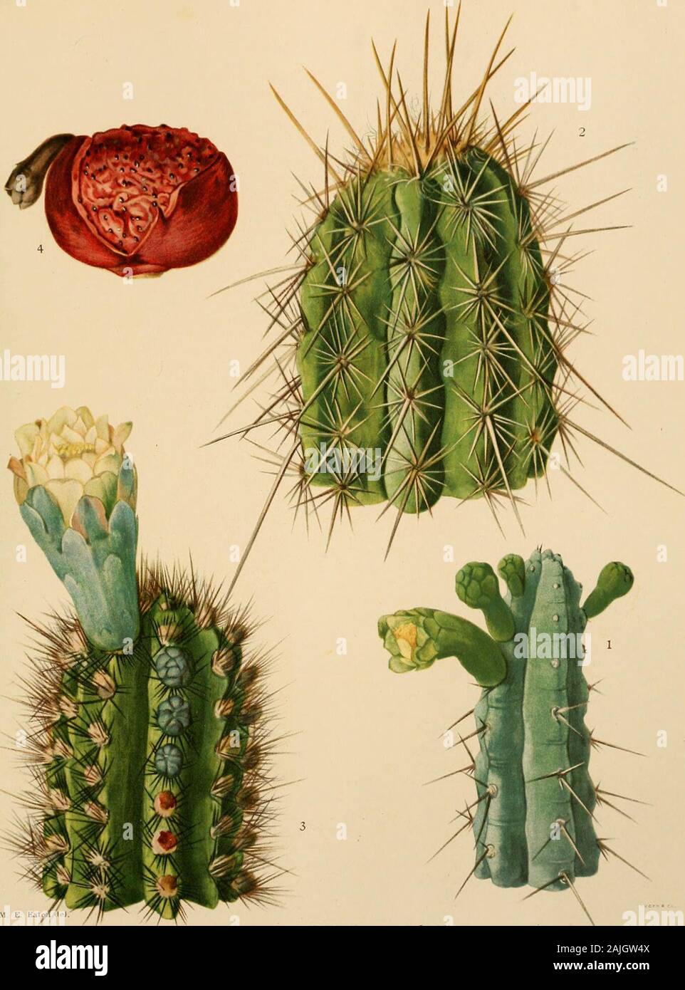 The Cactaceae : descriptions and illustrations of plants of the cactus family . Fig. 34.—Cephalocereus polylophus. BRITTON AND ROSE, VOL. II. 1. Flowering stem of Cephalocereus pentczdrophorus. 2. Top of stem of Cephalocereus gounellei. 3. Top of stem of Cephalocereus bahamensis, with flower. 4. Fruit of Cephalocereus deeringii. (All natural size.)  CEPHALOCEREUS. 33 9. Cephalocereus euphorbioides (Haworth). Cereus euphorbioides Haworth, Suppl. PI. Succ. 75. 1819. ia, ins euphorbioides Sprengel, Syst. 2: 496, 1825. Pilocereus euphorbioides Rumpler in F6rster, Handb. Cact. ed, 2.658. 1885. Pla Stock Photo