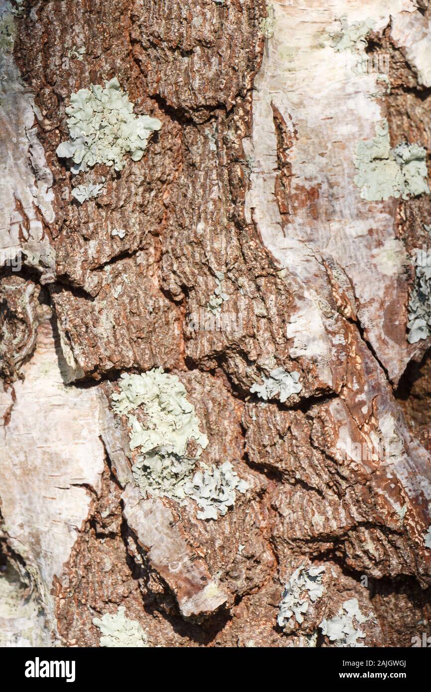 Bark of a tree with lichen on the trunk Stock Photo