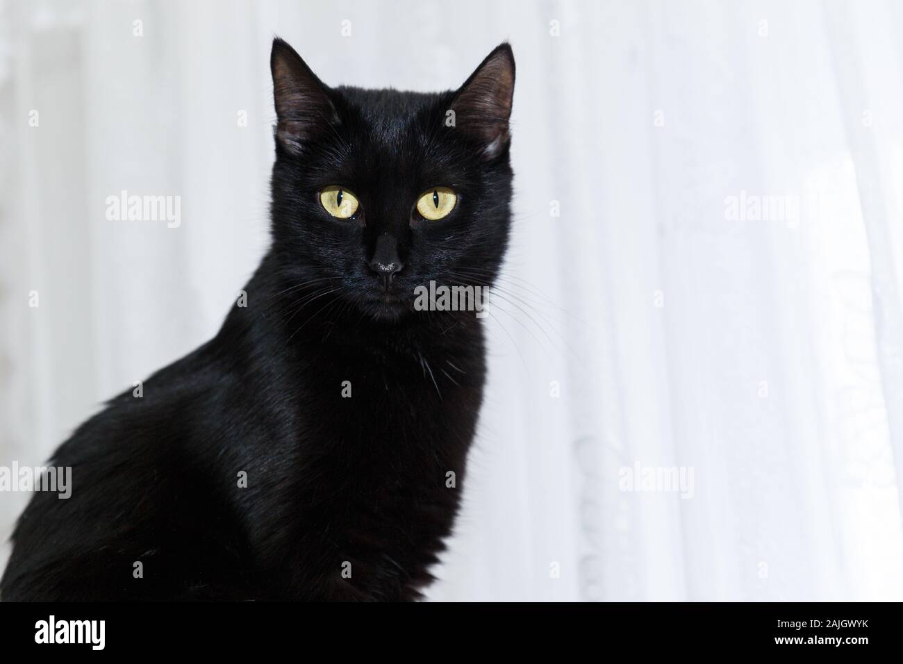 portrait of a black domestic cat on a white background with light eyes. Close-up portrait of a black cat. Stock Photo