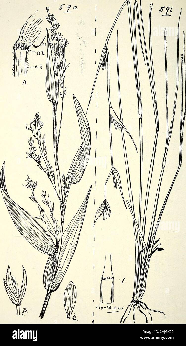 Comprehensive catalogue of Queensland plants, both indigenous and naturalised To which are added, where known, the aboriginal and other vernacular names; with numerous illustrations, and copious notes on the properties, features, &c., of the plants . .589. Panicum Prenticeanum, Bail. (A) Base of leaf and portion of leaf-sheath, (ax) base of leaf, (a2) ligula, (a3) topof leaf-sheath, (B) a spikelet, (C) fruiting glume. (A) — (C) enl. 614 CLIV. GRAMINE^E. S±o.. 590. ICHNANTHUS PALLENS, MuWO.(A) Base of leaf and portion of leaf-sheath, (ai) base of leaf, U2) ligula, (a3) top- of leaf-sheath. 591. Stock Photo