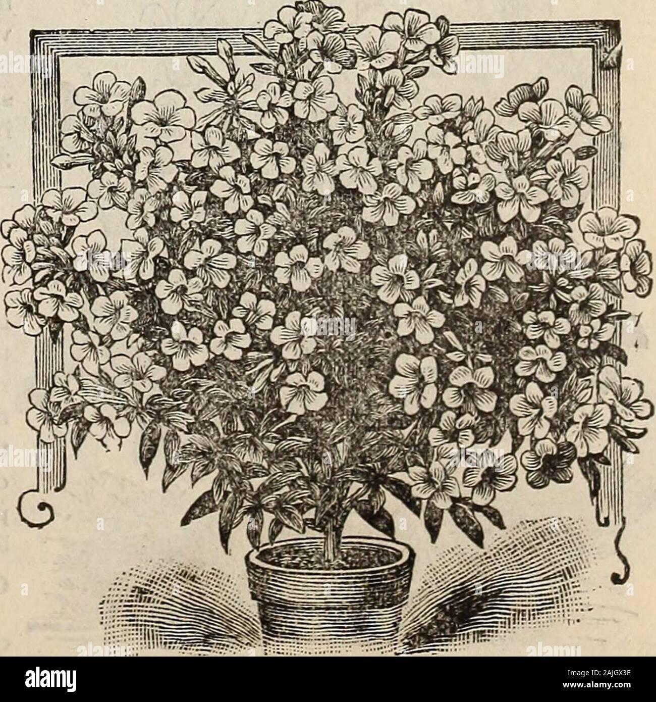 New floral guide : autumn 1899 . tpaid. NEW CUPHEA, MTTIiE PET.—An elegant window plant; growsonly eight or ten inches high; almost as round as a ball; fine, deepgreen leaves, and dotted all over with pretty rosy-pink flowers;blooms all the time. 10 cts. NEW HEMOTROPE. Jersey Beauty.—Rich purple flowers, fineWinter bloomer, for living room or window gardeu. 10c. LEMON VERBENA.—Highly prized for the spicy and deliciousfragrance of its leaves, entirely different from anything else ; nicefor pots and bedding. 10 cts. each, postpaid. PAKLiOR I^T.—A lovely climber for house or window; quick grower, Stock Photo