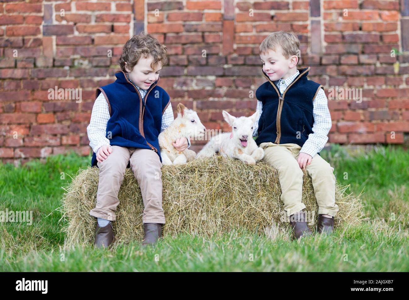 Two little boys with day-old newborn lambs, on a farm. UK Stock Photo ...