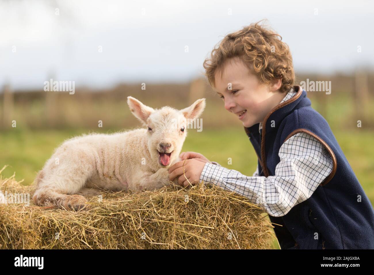 Little boy with a day-old newborn lamb on a farm, UK Stock Photo