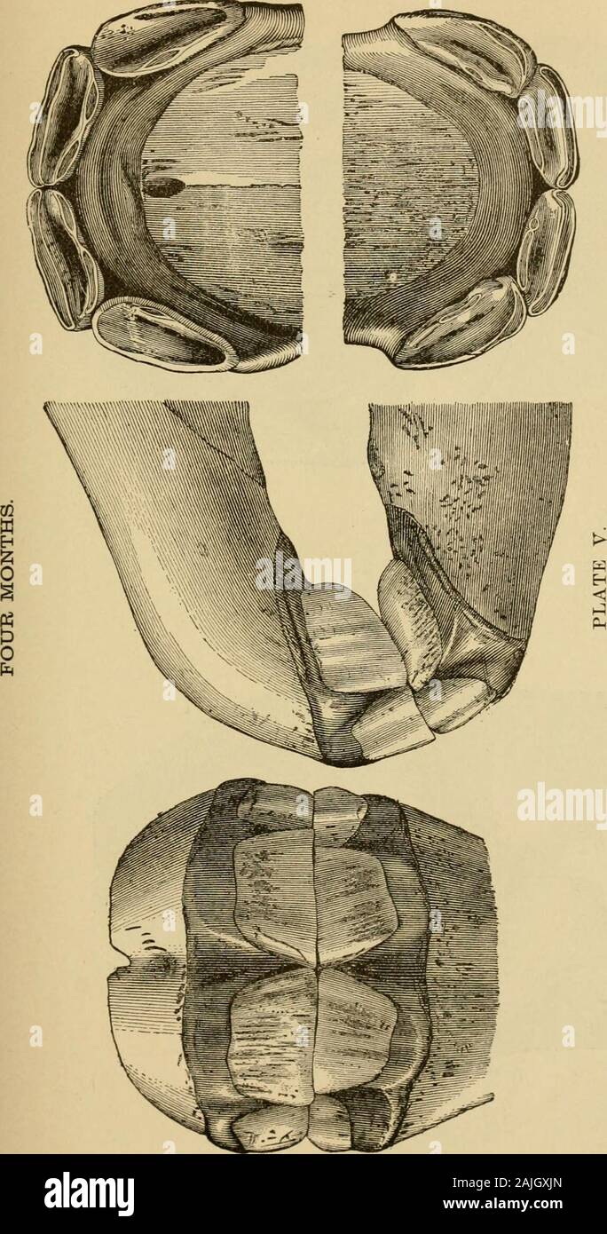 The Exterior Of The Horse O R Lt I 3 0 Tu 2 Te V S I Oj Qj W C 3 Ci T Gt