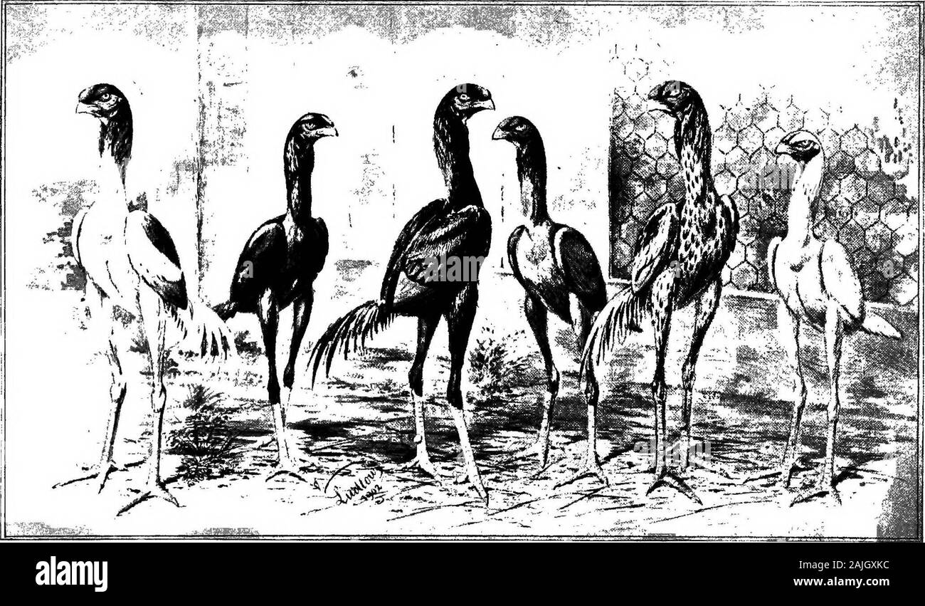 The Bantam Fowl A Description Of All Standard Breeds And Varieties Of Bantams And Of New Breeds That Are Becoming Popular Od Specimen A Very Bad Malay Bantam Head And