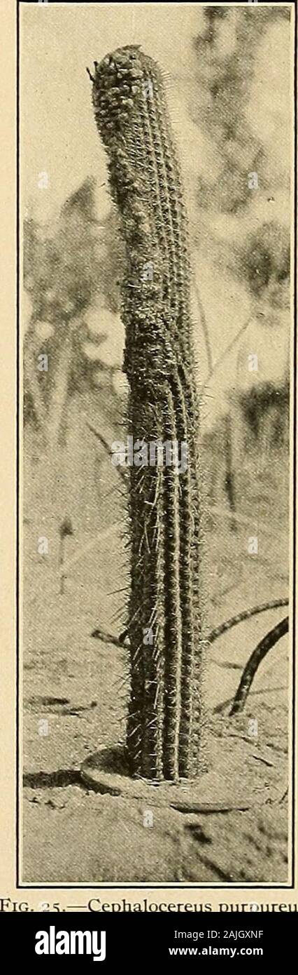 The Cactaceae : descriptions and illustrations of plants of the cactus family . 4.—Cephalocereus senilis.. Cephalocereus purpureus. 3. Cephalocereus purpureus Giirke, Monatsschr. Kakteenk. 18: 86. 1908. Columnar, upright, unbranched, 3 meters high or more; ribs 12 to 15, broad, low, separated bynarrow intervals, marked by upturned V-shaped depressions, one from the top of each areole; areoleslarge, longer than broad, white-woolly and spiny; radial spines 15 to 20, acicular, white, short, 1 cmlong or less; central spines 8 to 10, the longer ones 5 cm. long, brown; pseudocephalium on the westsid Stock Photo