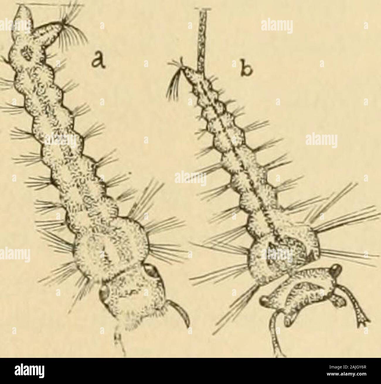 Transactions of the Connecticut Academy of Arts and Sciences . Figure 94.—Mosquito {Culex, sp.); A, larva ; B, pupa ; o, caudal appendage; d,thoracic spiracles ; much enlarged ; after Packard. Figure 95.—a, Larvaof Yellow-fever Mosquito {Stegomyia fasciata); h, larva of Culex fatigans ;both much enlarged ; after Theobald. the legs conspicuously banded with gray and blackish. Another,abundant in the marshes, is a rather large species, of a nearly uni-form brownish color. 746 A. E. Verrill—The Bermuda Islands. Gray Mosquito / Culex fatigans Wied,= C. pungens Howard. Figures 95, fe; 96: 97; 98. T Stock Photo