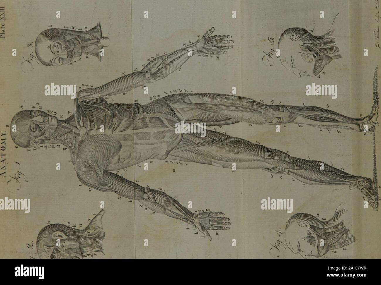 A System Of Anatomy For The Use Of Students Of Medicine Volume 2