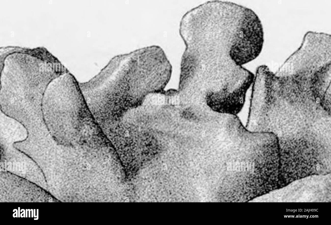Researches on the Structure, Organization, and Classification of the ...