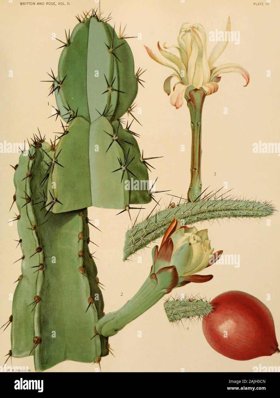 The Cactaceae : descriptions and illustrations of plants of the cactus family . obtusangulus (now Zygocactus)in his series Anomali, but in his Keys, published about the same time, he again has it inthe series Tenuiores. Berger places it in his subgenus Piptanthocereus, while Riccobono hasrecently transferred it to his genus Eriocereus. Dr. Schumann discusses Cereus lauterbachii Schumann (Bull. Herb. Boiss. II. 3: 250.1903) in connection with this species, but does not point out how they differ. Both the names Cereus cavendishii and C. paxtonianus were in general use until Schu-mann in 1897 sug Stock Photo
