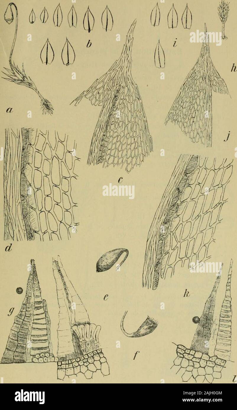 Meddelelser om Grønland . M. P. Porsild del. a—l. Brijiim lugubre Hag. n. sp. m—x. Bryum über Hag. n. sp. Explication de la planche XII. a.—g. Bryum catervarium Hagen n. sp. a. Plante, X 6. b. Feuilles, X 10. c. Tissu du sommet de la feuille, x 80. d. Tissu de la bordure de la feuille, un peut au-dessous dumilieu, X 210. e. Capsule à létat humide, X 10. f. Capsule vieille et vide, x 10. g. Peristome, anneau et spore, x 138. h.—l. Bryum acutiusculum. G.Müll, daprès léchantillon original. h. Plante, X 6.i. Feuilles, x 10. j. Tissu du sommet de la feuille, x 80.k. Tissu de la bordure de la feuill Stock Photo