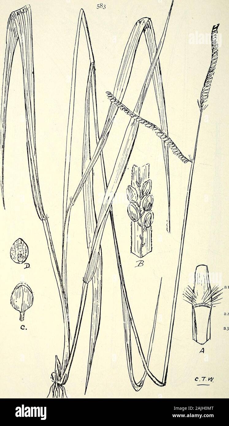 Comprehensive catalogue of Queensland plants, both indigenous and naturalised To which are added, where known, the aboriginal and other vernacular names; with numerous illustrations, and copious notes on the properties, features, &c., of the plants . 582. Paspalum Galmarra, Bail. (A) Base of leaf and portion of leaf-sheath, (ai) base of leaf, (a2) ligula, . (a3,itop of leaf-sheath, (B) portion of a spike of the panicle, (G) a single spikelet, (D)-grain. (A)—(D) enl. «06 CLIV. GRAMINE^E.. 583. Paspalum Polo, Bail. (A) Base of leaf and portion of leaf-sheath, (ai) base of leaf, (a2) ligula, (a3& Stock Photo