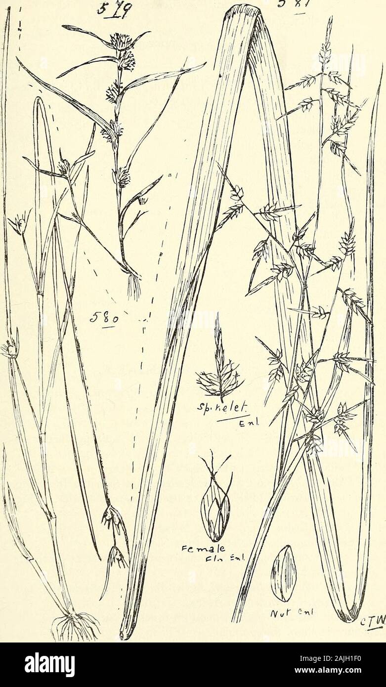 Comprehensive catalogue of Queensland plants, both indigenous and naturalised To which are added, where known, the aboriginal and other vernacular names; with numerous illustrations, and copious notes on the properties, features, &c., of the plants . ook. f.junceum, R. Br. Gahnia, Forst. Section I.—Lampocarya.aspera, Sprcng. = Lampocarya aspcra, R. Br.—The seeds might be used in ornamental work.melanocarpa, R. Br. Section II.—Engahnia.psittacorum, Labill.— Yerer of Cape Bedford natives. Theseeds should be useful for ornamental work. Caustis, R. Br. pentandra, R. Br.flexuosa, R. Br. Tribe IV.—S Stock Photo
