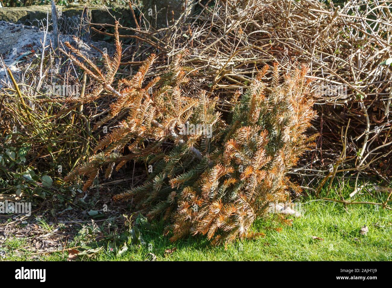 Dried old Christmas tree throwed out in the back of a garden Stock Photo Alamy