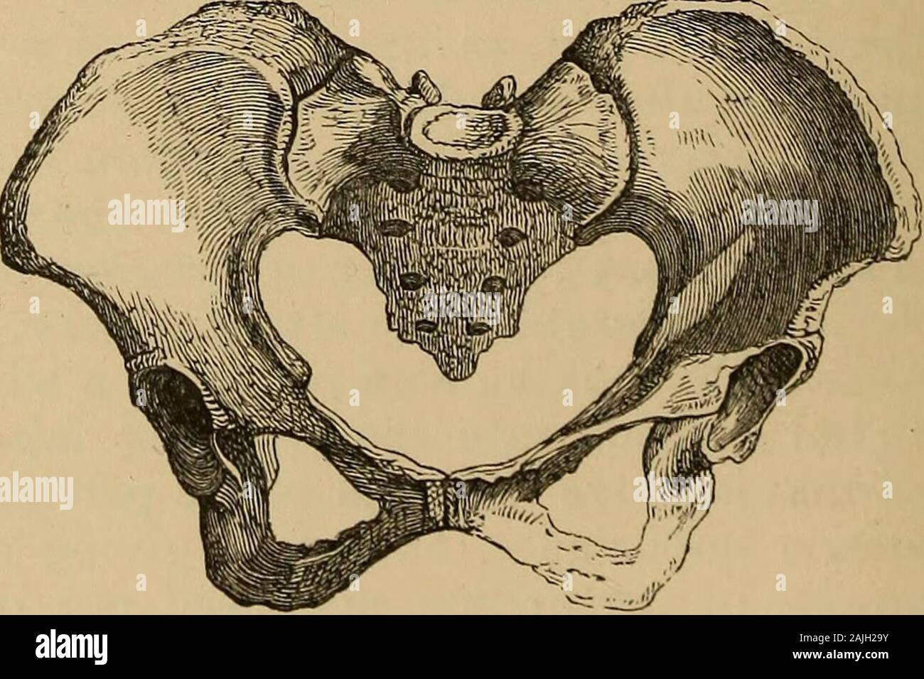 A treatise on the science and practice of midwifery . Outlet of Pelvis. in labor are imparted to it. The lower border of this canal, orpelvic outlet (Fig. 4), is lozenge-shaped, is bounded by the ischiatictuberosities on either side, the tip of the coccyx behind, and theunder surface of the pubic symphysis in front. Posteriorly to thetuberosities of the ischia the boundaries of the outlet are completedby the sacro-sciatic ligaments. Differences in the two Sexes.—There is a very marked differencebetween the pelvis in the male and the female, and the peculiaritiesof the latter all tend to facili Stock Photo