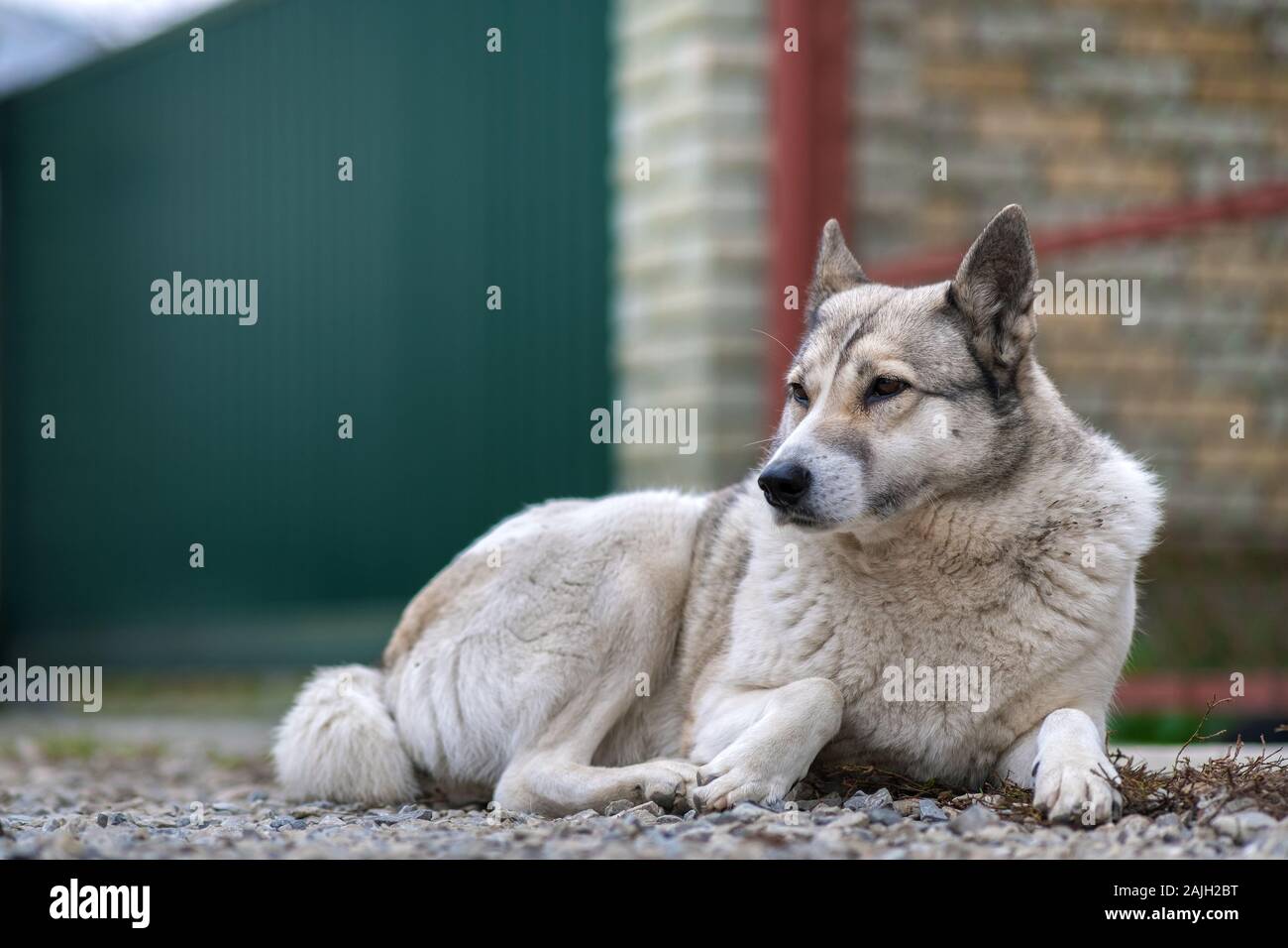 Portrait Of A Dog Breed West Siberian Laika Sitting Outdoors In A Yard Stock Photo Alamy