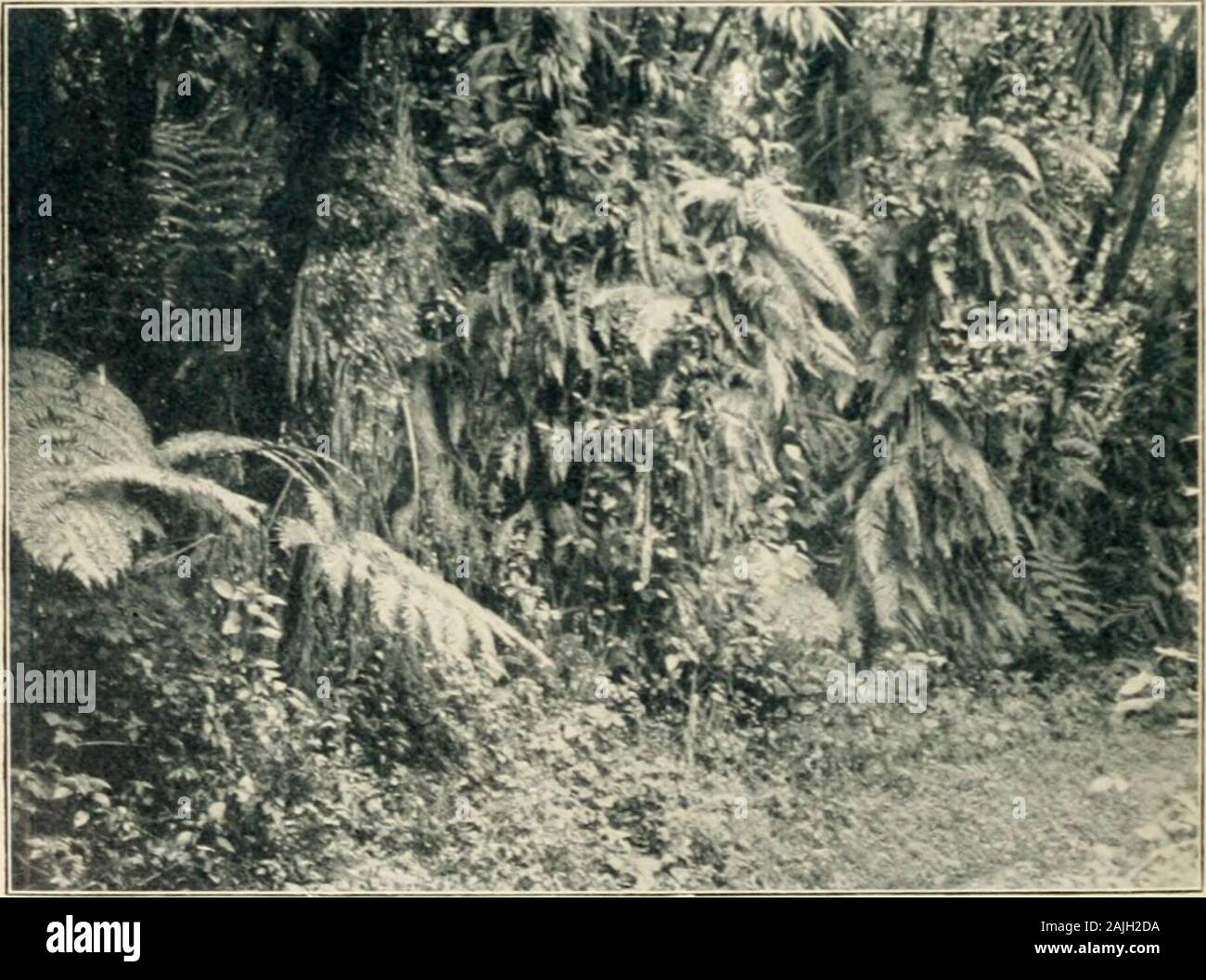 From the Congo to the Niger and the Nile : an account of The German Central African expedition of 1910-1911 . 208. Mimulopsis violacea in the grass-land of Moka, tree ferns inthe background.. 209. Tree ferns and parasites in the grass-land of Moka. FERNANDO PO 259 since it is here alone that plantations so far exist.Unfortunately there exists no map of Fernando Powhich gives the area of country up to an altitude of1300 feet, so that it is hard to give an accurate estimateof the ground available for cocoa plantations. I am,however, of opinion that 280 square miles is not toohigh a computation, Stock Photo