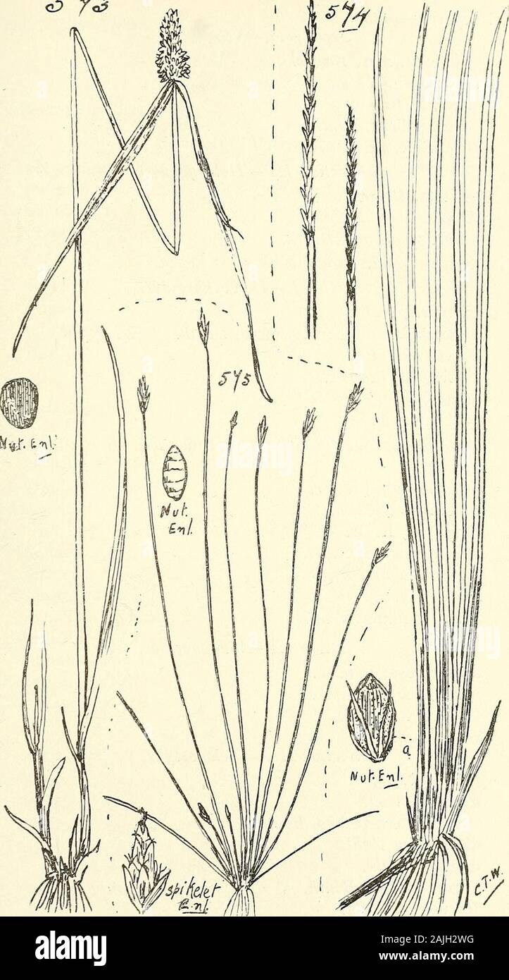 Comprehensive catalogue of Queensland plants, both indigenous and naturalised To which are added, where known, the aboriginal and other vernacular names; with numerous illustrations, and copious notes on the properties, features, &c., of the plants . 572. Cyperus conicus, Bceckel. (A) Portion of leaf enl. CLIII. CYPERACE.E. 593 S Y&lt;*. 573. Kyllinga cylindrica, Nees. 574. Heleocharis fistulosa, Schidt. 575. FlMERISTYLIS ACUMINATA, Vdlll., Var, SETACEA, Bcntll. 2 O 594 CLIII. CYPERACE.E. Heleocharis—contd. Section II.—Scirpidium cylindrostachys, Bceckel.tetraquetra, Nees.acuta, R. Br. var. pa Stock Photo