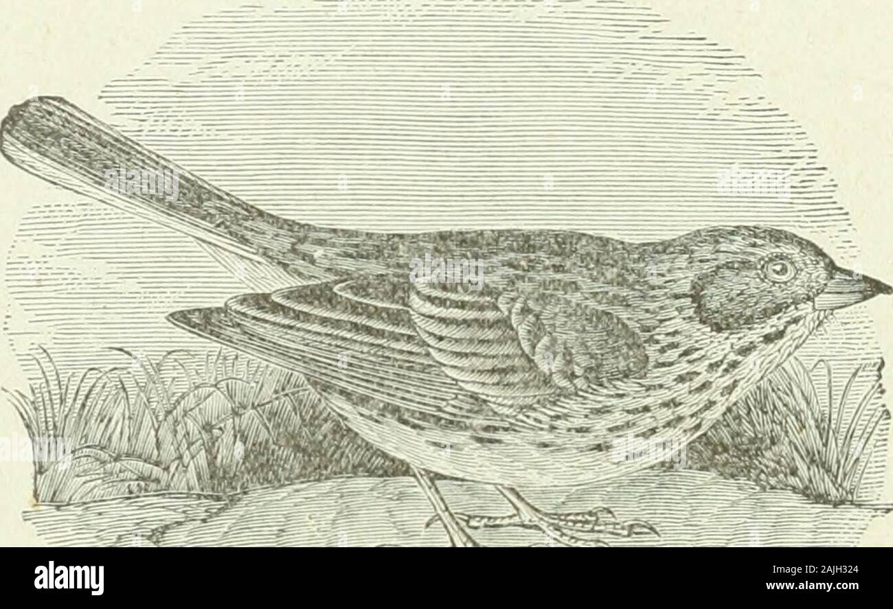 Bulletin - United States National Museum . Fig. 32.—Savanna Sparrow. in May, and from October 10 to November 10. It is a shy and retiringspecies, keeping on the ground or among low, thick bushes, in compa-nies sometimes of considerable size. It comes into full song before itdeparts in the spring. There is a wide range of individual and seasonalvariation in size and color. [227] 60 AVIFAUNA COLUMBIANA. 87. (122.) Pocecetes gramineus (Gm.) Bd. Grass Finch; Bay-winged Bunting.Eesident all the year; very numerous in spring and autumn, during themigrations, less so in summer and winter, as the grea Stock Photo