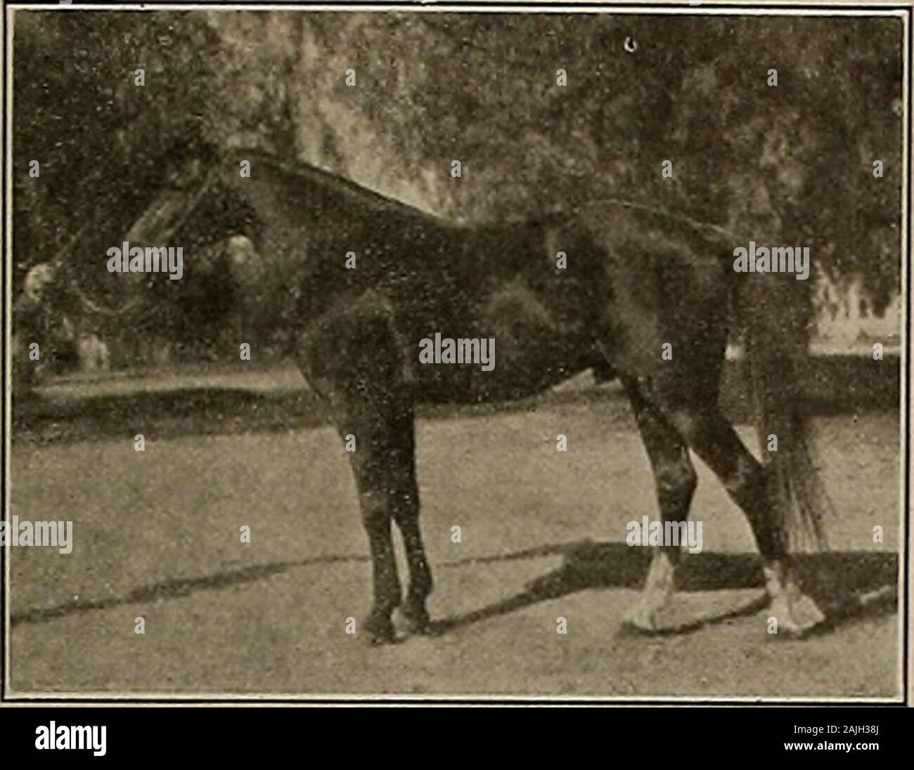 Breeder and sportsman . MRS. F. H. BURKE with her team of trotters, Vallejo Boy 2:15 and Tina 2:2014, trial 2:15. Saturday, March 9, 1912.] THE BREEDER AND SPORTSMAN TWO OF OUR GREATEST STALLIONS. The horseowhers of California, and especially thosewho reside in the lower portion of the State, are tobe congratulated upon having an opportunity to breedtheir mares to two of the greatest stallions that everfaced a starter, viz: the pacer Copa de Oro 1:59,. CARLOKIN 2:0714. and the trotter Carlokin 2:07%, and both of these arein charge of that prince among horsemen, Wm. G.Dunee, Exposition Park, Lo Stock Photo