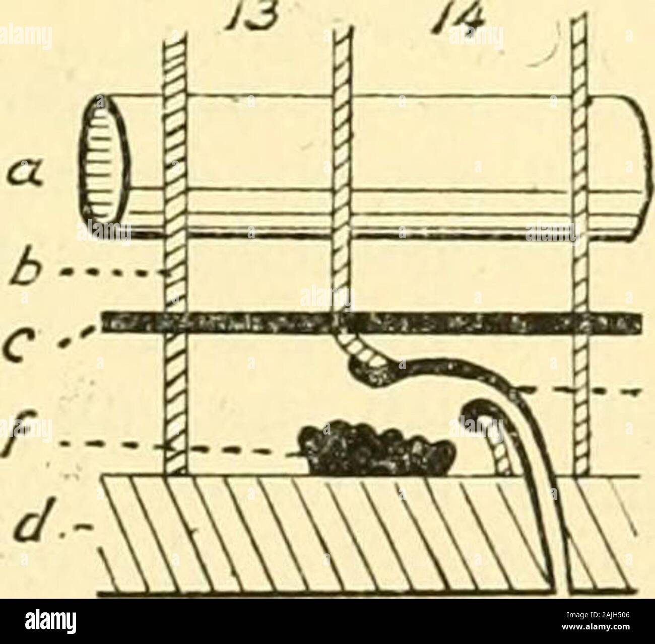 Testis septa hires stock photography and images Alamy