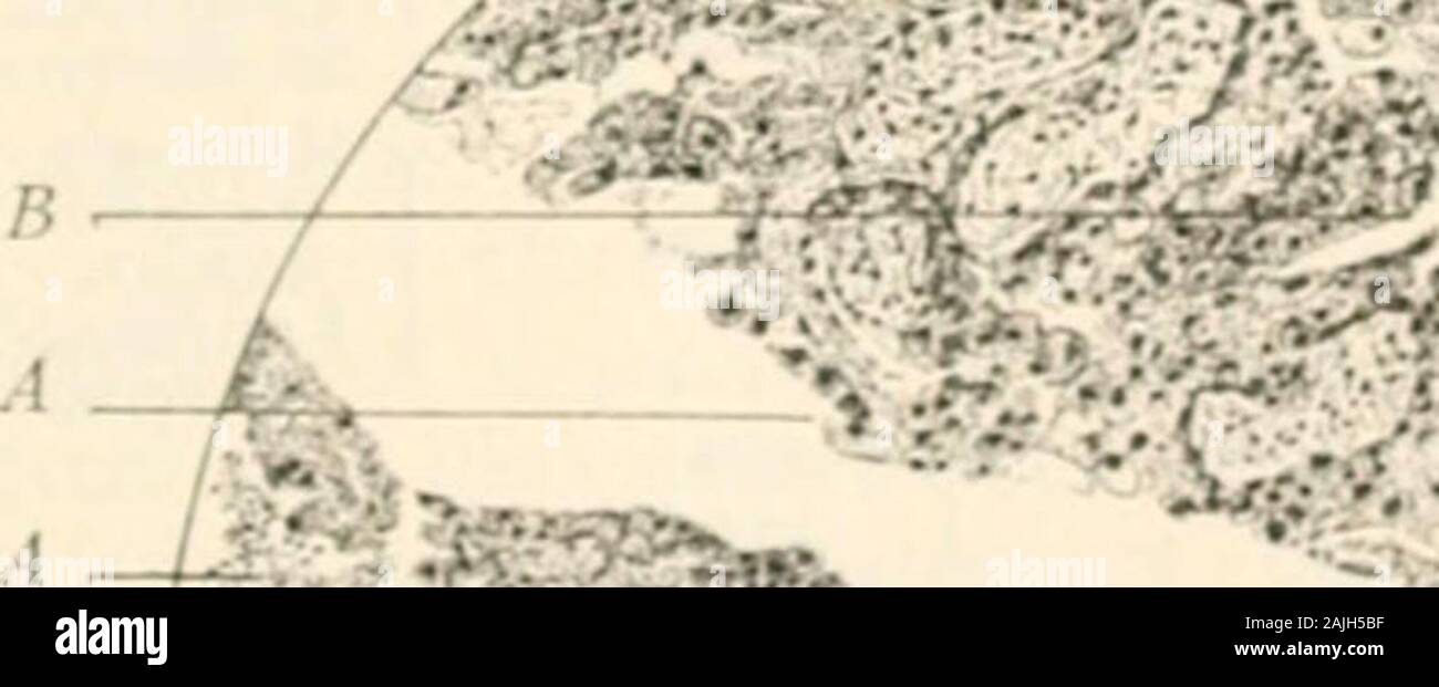 Manual of pathology including bacteriology, the technic of