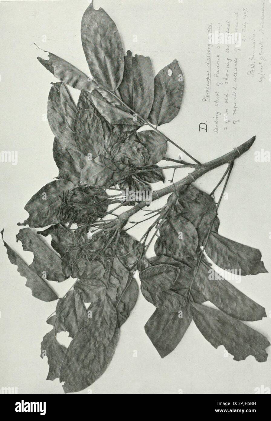 Indian forest insects of economic importance Coleoptera . c<u A rtC 73 en S o O = § 2 U CU In 4: * . *J O •^ (/J *- - o I/I. Stock Photo