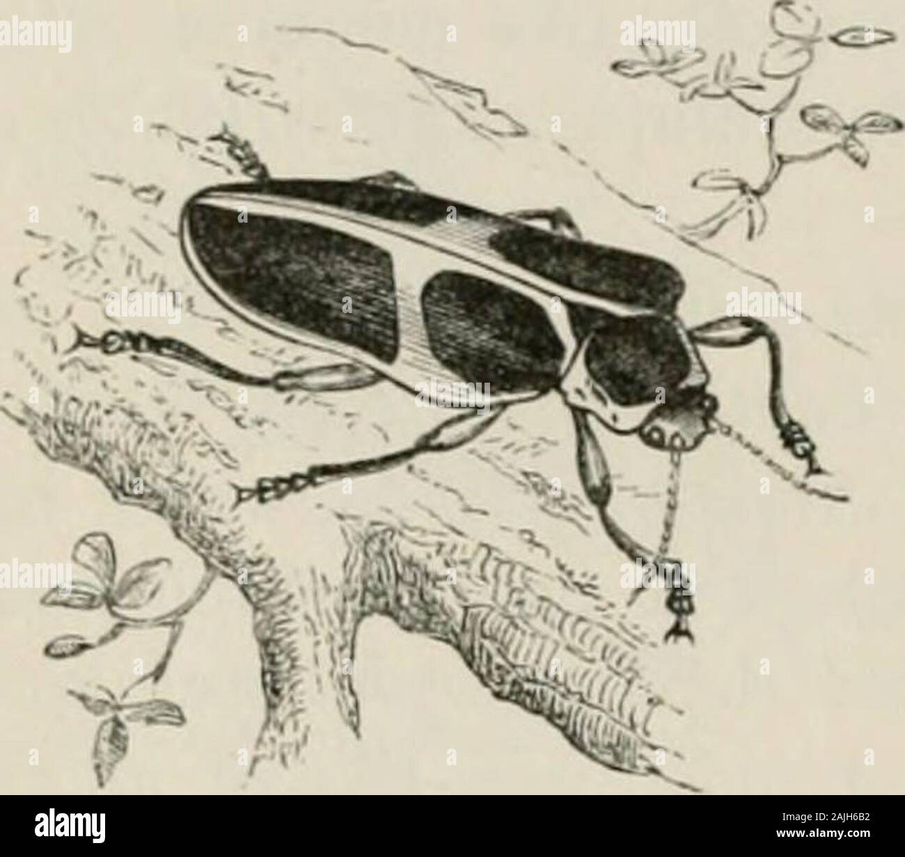 Three Kings Insect Kings insects hi-res stock photography and images - Alamy