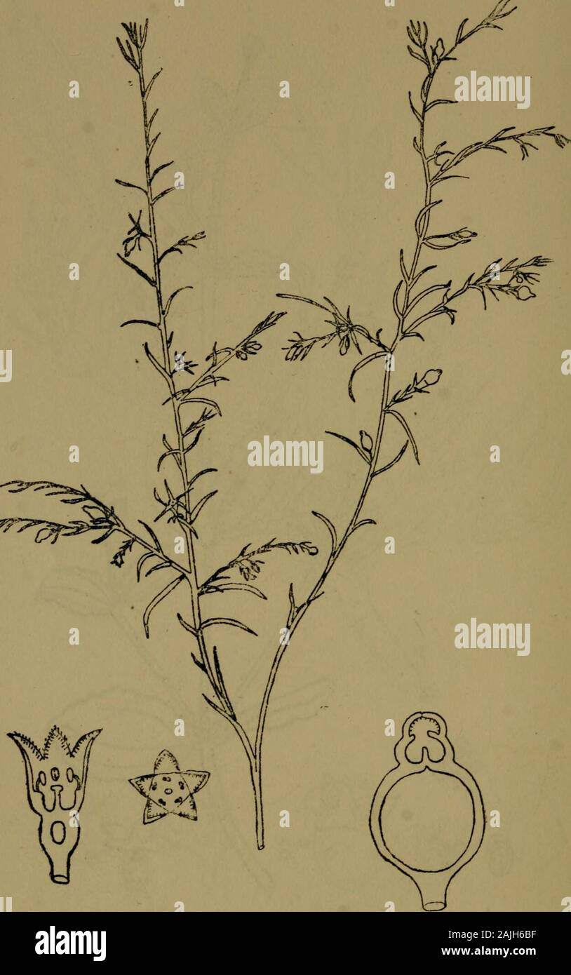 The flora of the Nilgiri and Pulney Hill-tops . G. B, Robertson del VISCUM ORBICULATUM Wight. 488 SANTALACE^. 4^ D, R. Fyson del. THESIUM WIGHTIANUM Wall, SANTALACE.C 489 Stock Photo