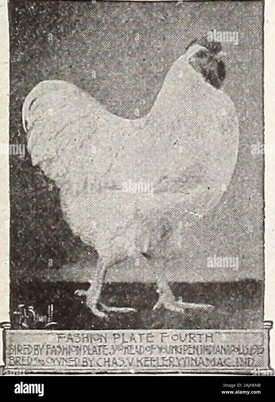 cheap birds for sale