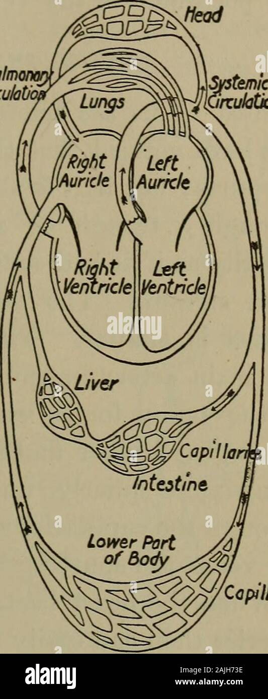 An elementary physiology and hygiene for use in upper grammar grades ...