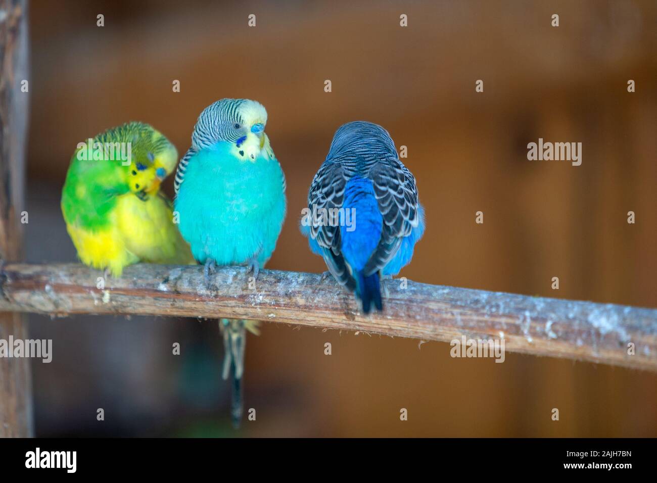 View of Colorful parrots in a cage at a zoo Stock Photo - Alamy