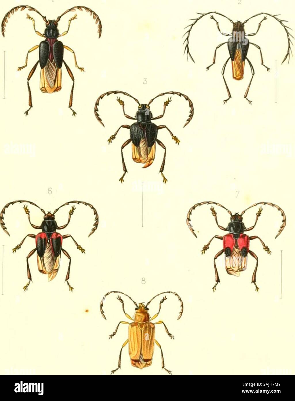 Archives entomologiques, ou, Recueil contenant des illustrations d'insectes nouveaux ou rares . 1 Myzomorptus Scatellalus è s^.t,n^^u 5 My^omorphiLS i-io^* 9 ? 2. li. id. 5 6 ? ii. li 9 - ? 3 id 4^0^^^S ^ fwirur.Srrjd 7- id id. 9 id /- 4 id. id. 4 /i^ i 8 id. td 9 &gt;?,/? .-«• 1 ^UT^JUl ARC n IVES ENTOMOLO GIQ LIES. PL. m. Stock Photo