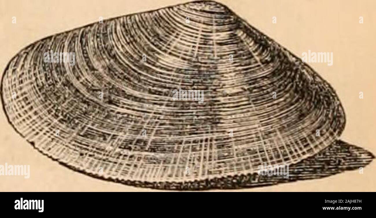 Hardwicke's science-gossip : an illustrated medium of interchange and gossip for students and lovers of nature . Fig 21/. Donax politus. more rounded shells of the Trough-shell (Mactrastultprum, fig. 218) are also numerous. The shellsof the mussel, limpet, rocks, stones, iron drain-pipes,&c, are profusely covered with the Acorn Barnacle(Balanus balanoides), and the rocks are perforatedin all directions by Pholas dactylus, one of the mostwonderful of Natures excavators. There are other objects besides those which wehave enumerated thus briefly, each of which has ahistory, and possesses an inter Stock Photo