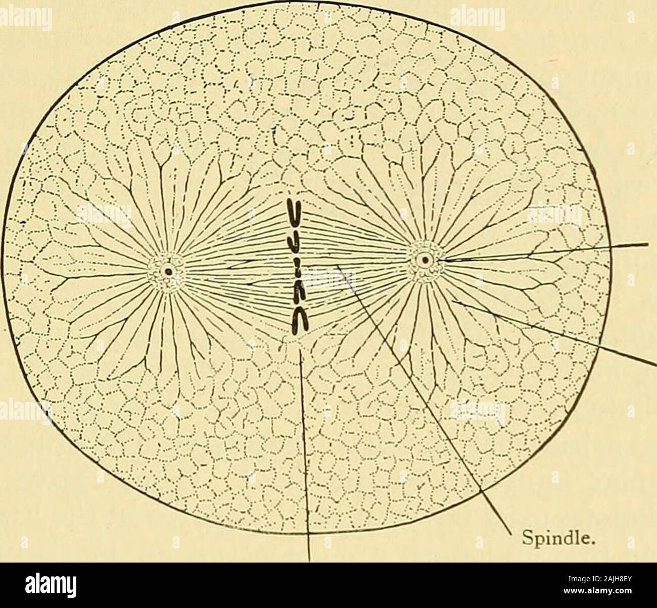 Spindle Fibers In A Cell Biology Diagrams