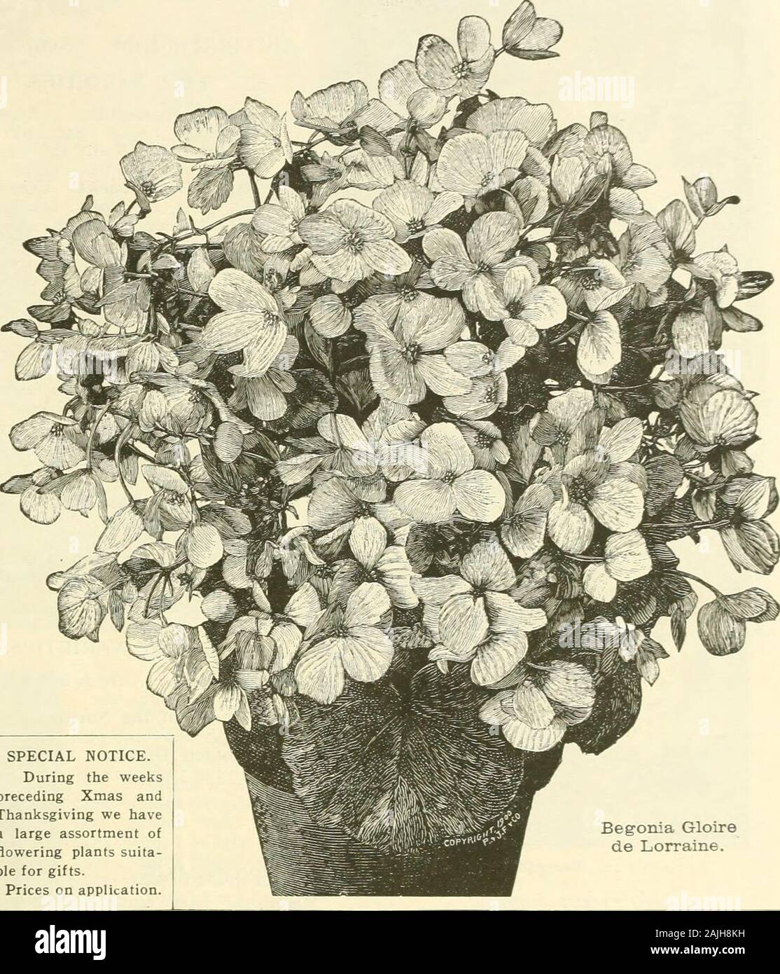 Farquhar's autumn catalogue : 1911 . SPECIAL NOTICE.During the weekspreceding Xmas andThanksgiving we havea large assortment offlowering plants suita-ble for gifts. Prices on application. Begonia Gloirede Lorraine. Eentia Belmoreana. JAPANESEFERN BALLS. IN southern Japan the long rhi-zomes of the beautiful fernDavallia Bullata, are collectedby the country people and woundabout balls of sphagnum moss.These may be started into growthby immersing them in water untilsaturated, then hanging them ina moderately warm temperature.They should be immersed everytwo or three days. They may bedried off and Stock Photo