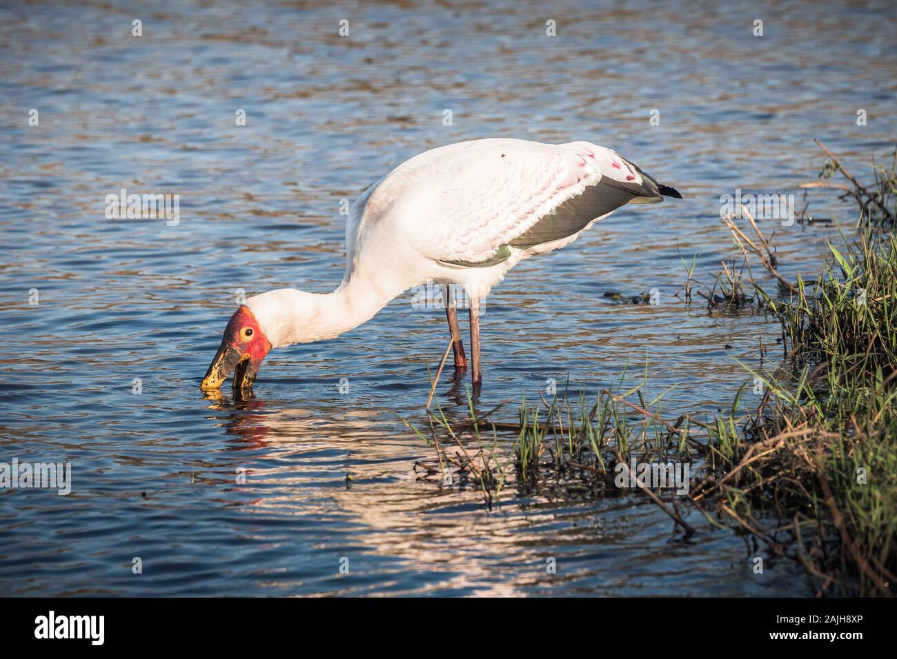 Yellow-Billed Stork Wading and Fishing in the River in Chobe National Park, Botswana Stock Photo