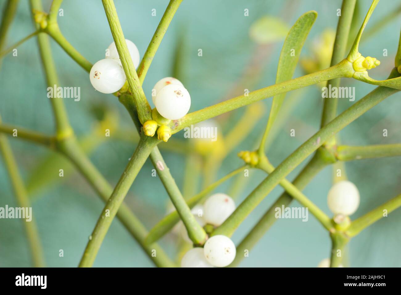 Viscum album. European mistletoe with berries in winter. UK Stock Photo