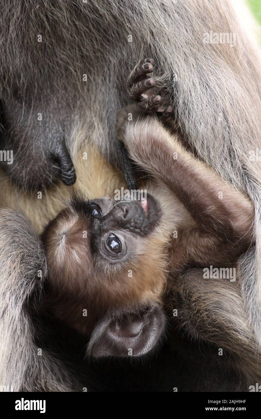 Tufted Gray Langur (Semnopithecus priam) suckling young Stock Photo