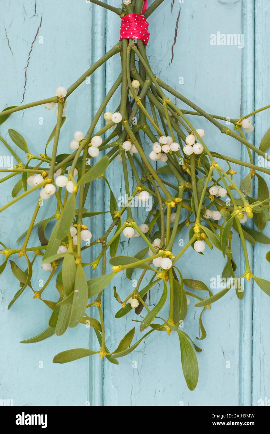 Viscum album. Bunch of mistletoe hanging on a wooden door in winter. UK Stock Photo
