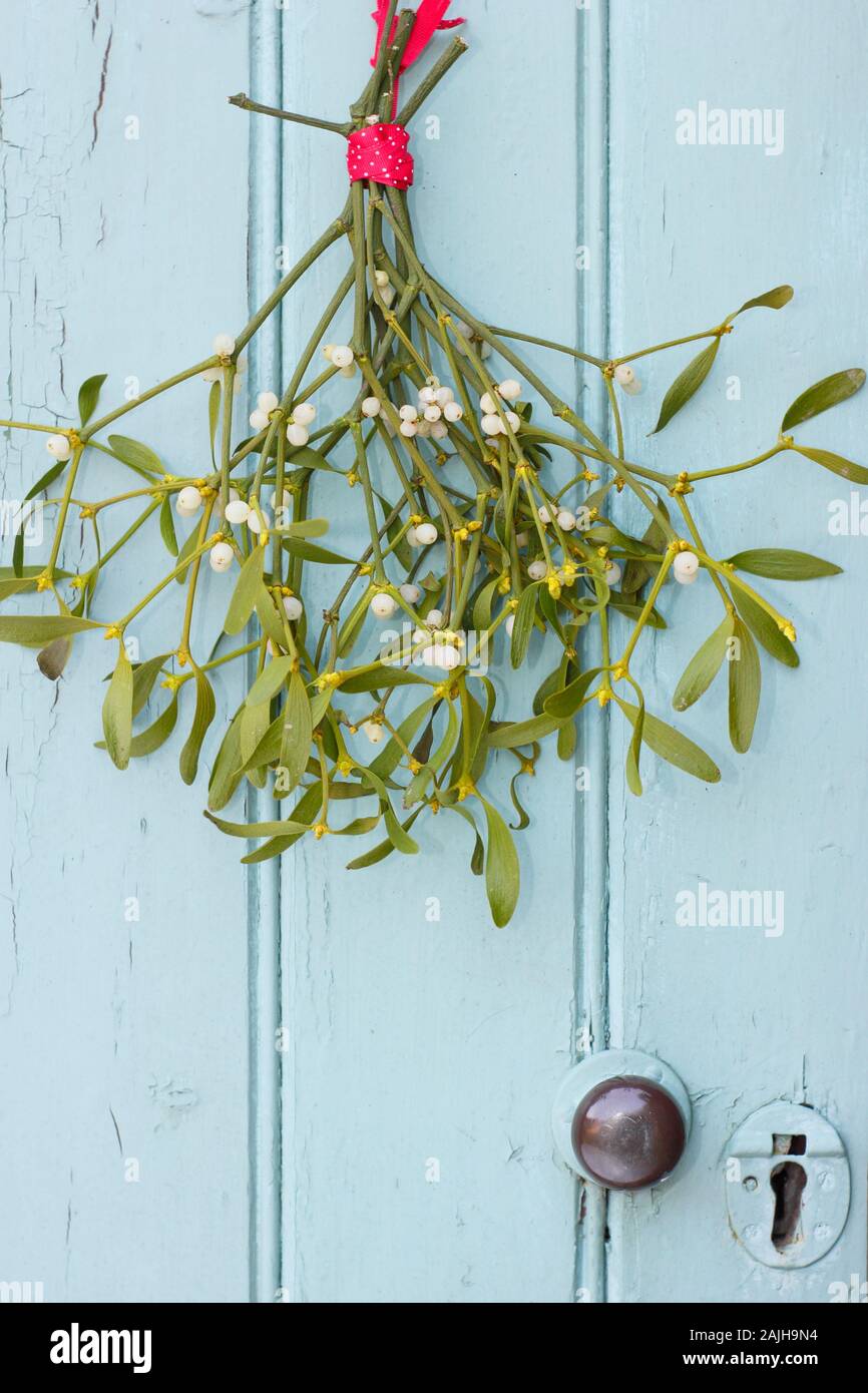 Viscum album. Bunch of mistletoe hanging on a wooden door in winter. UK Stock Photo