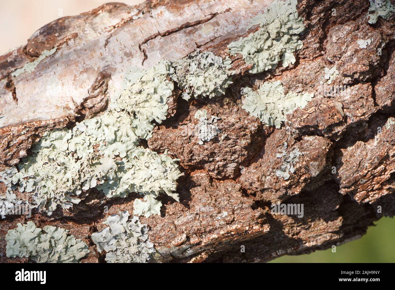 Close-up on bark of a tree with lichen in a garden Stock Photo