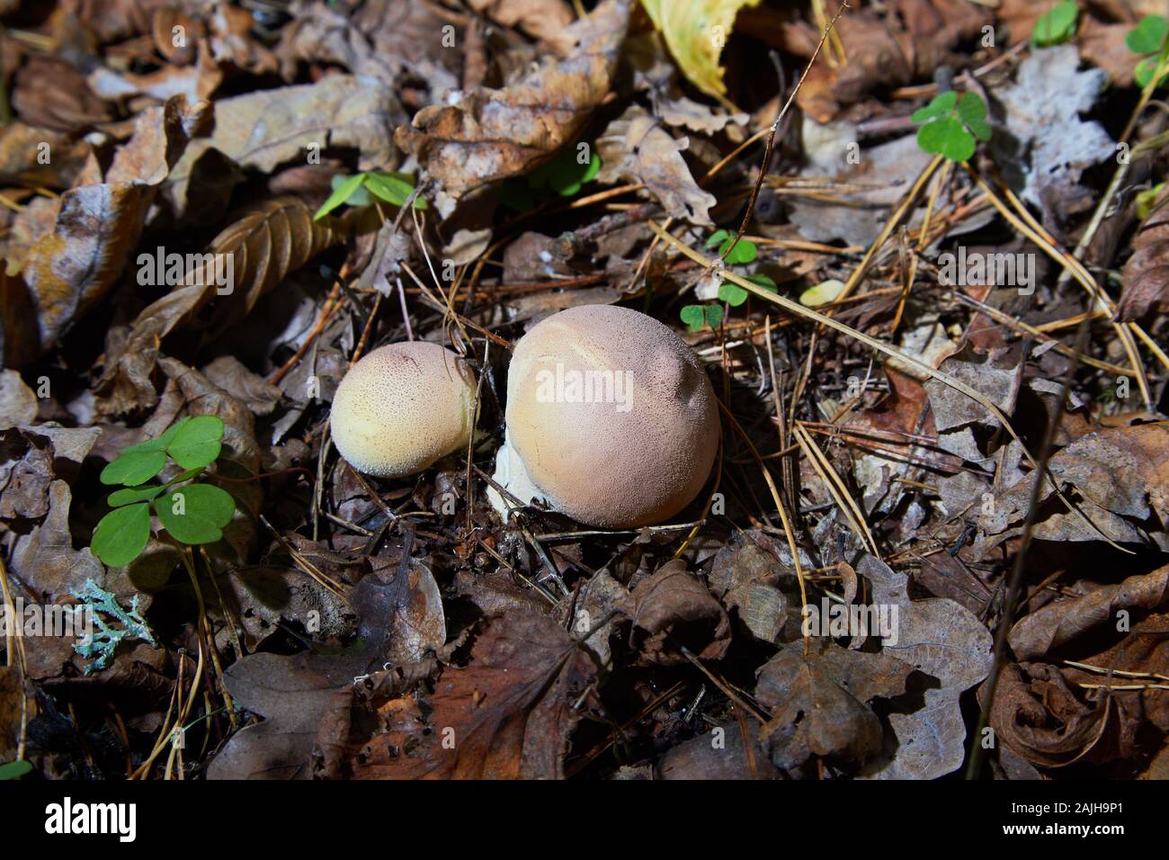 Close up view of a group of mushrooms, pear puffball -Lycoperdon pyriforme Stock Photo