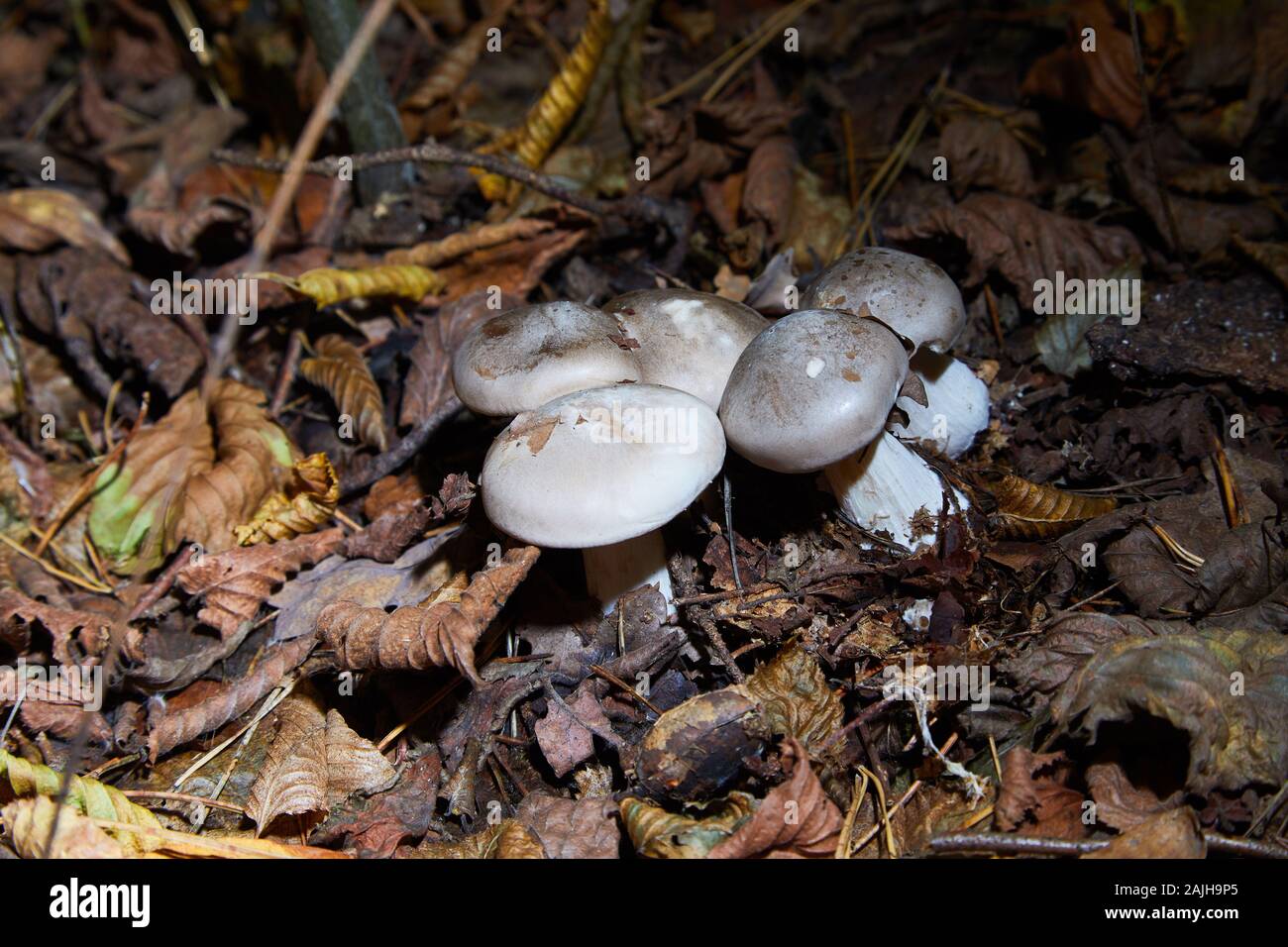 Tricholoma portentosum charbonnier or sooty head grey-capped edible mushroom of Tricholoma. Boletus cap body. Mushrooming season, plant growing in for Stock Photo