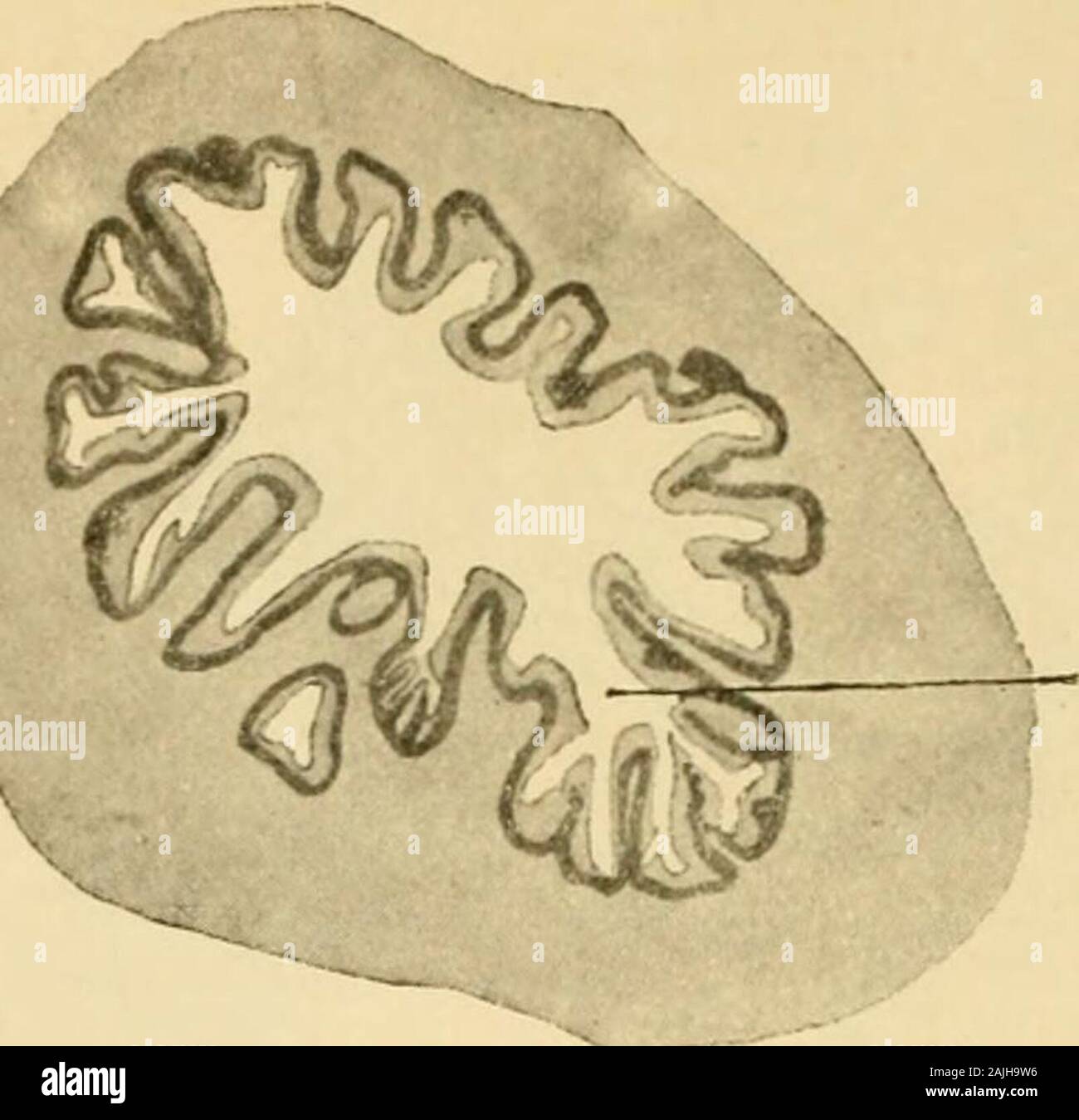 Die männlichen . I 68 K. EBERTH, Anhangsgebilde